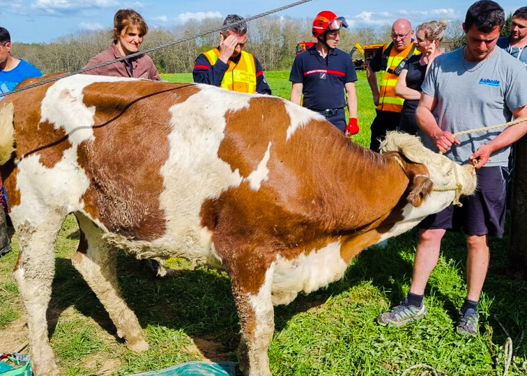 SAN vache